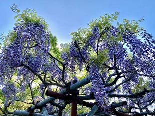 藤の花がひっそりと咲いています