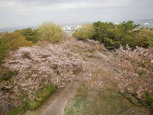 なごりの桜