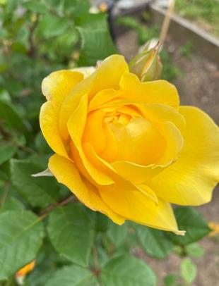 どんどんバラが咲きます