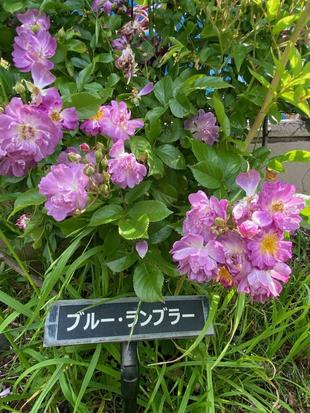 ブルー・ランブラーってご存じですか