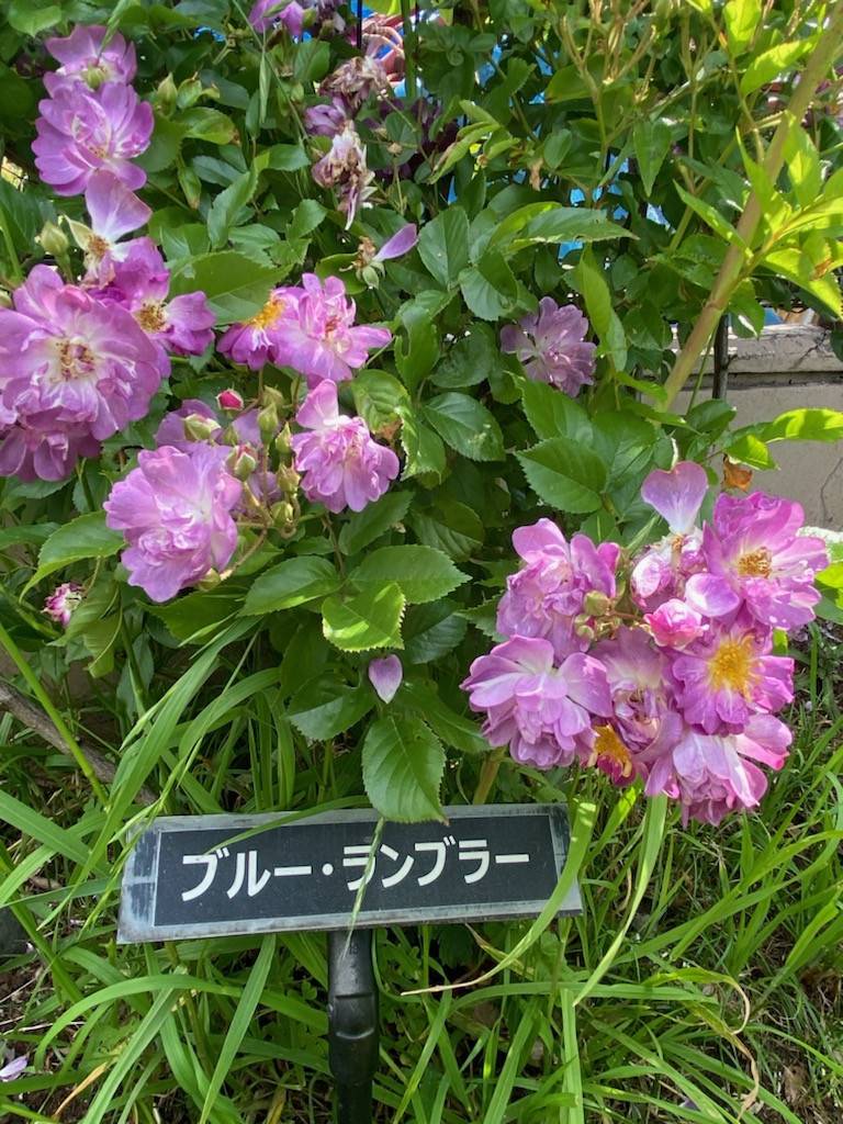 ブルー・ランブラーってご存じですかの写真