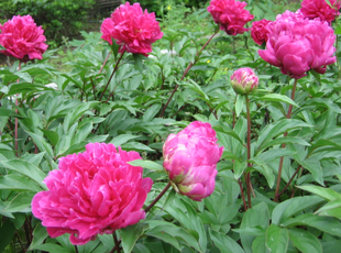 シャクヤクが咲いています♪