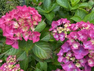 紫陽花の季節になりました