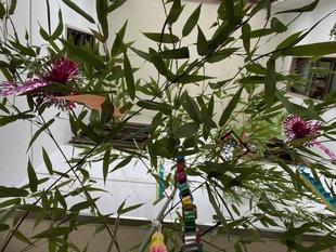 令和3年の七夕飾り