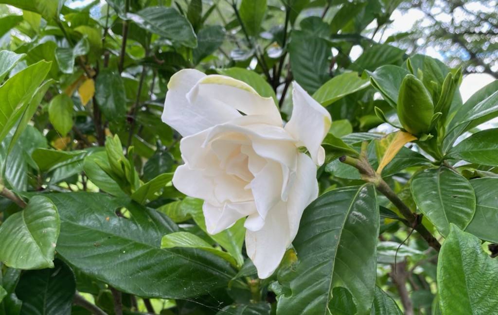 展望台の白い花々の写真