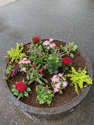 事務所前のお花を植替えました