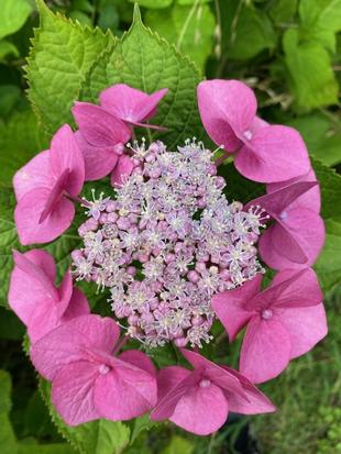紫陽花が萌えてます