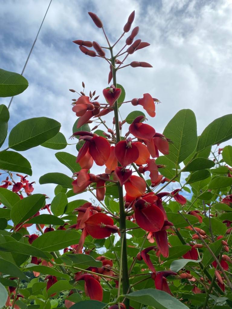 海紅豆(かいこうず)の写真