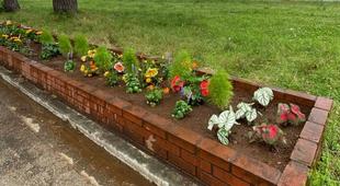 海岸花壇に花苗植付けました