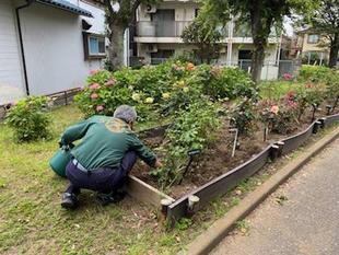園長とバラ花壇