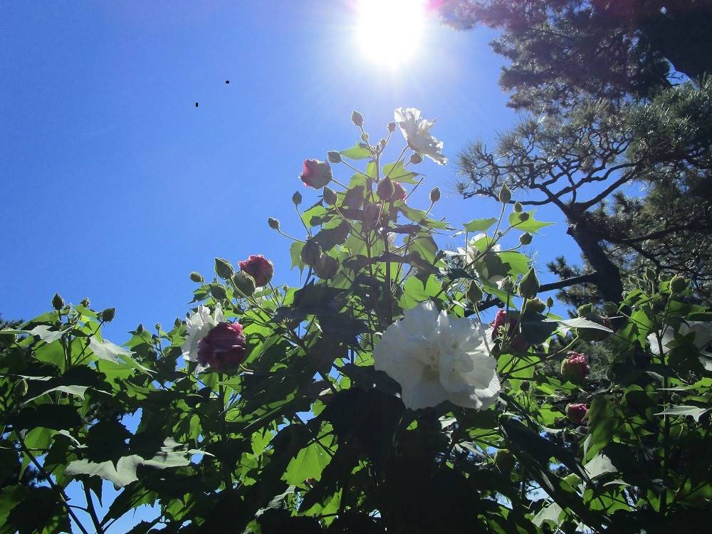 今年も酔芙蓉(スイフヨウ)が咲いています!の写真