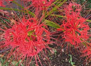 彼岸花が見ごろです