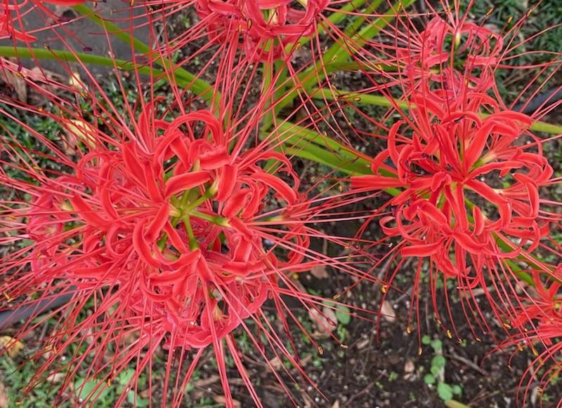 彼岸花が見ごろですの写真