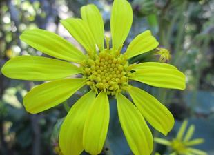 博文邸花だより 2021年10月15日