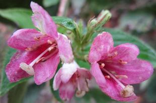 博文邸花だより 2021年10月21日