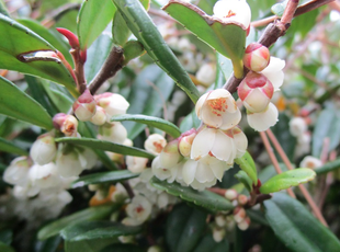 博文邸花だより 2021年11月27日