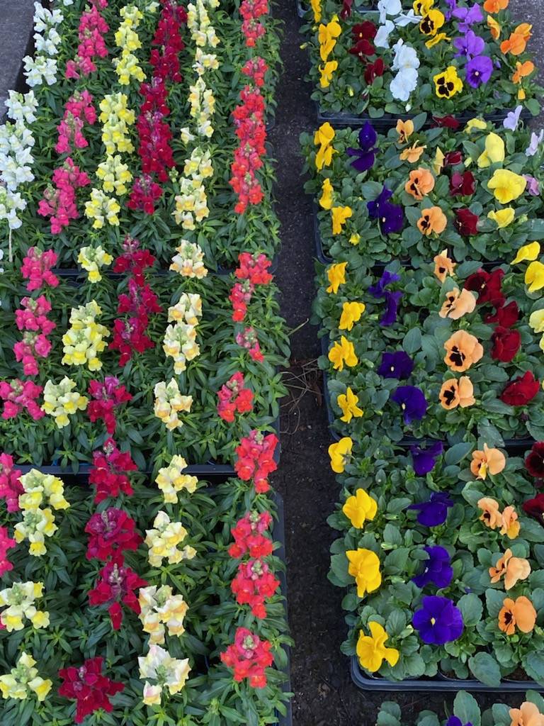 青少年研修センター前花壇の植付けの写真