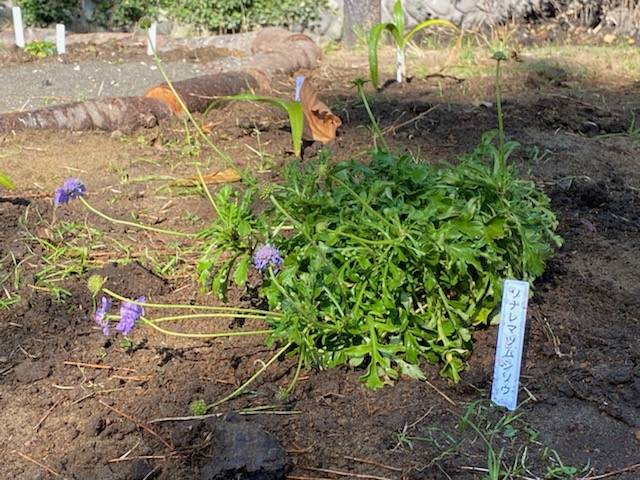 ビオトープの植栽の写真