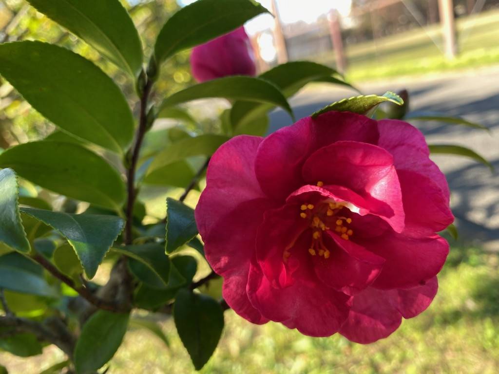 サザンカ(山茶花)の小径の写真