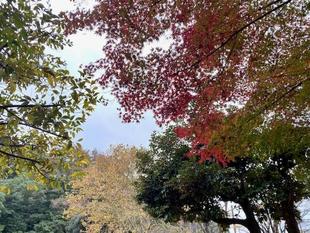 紅葉すすんでます