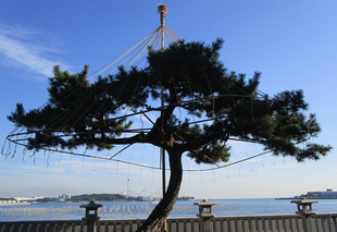 ー博文邸ー 樹木の冬支度