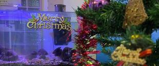 師走になりました