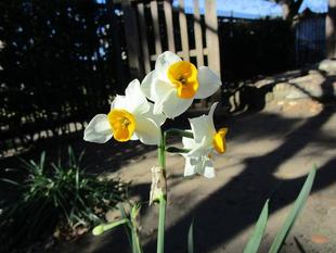  博文邸花だより　2022年１月５日