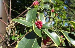  博文邸花だより　2022年１月17日