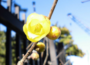 博文邸花だより　2022年１月11日