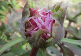 博文邸花だより【牡丹編】　2022年3月25日