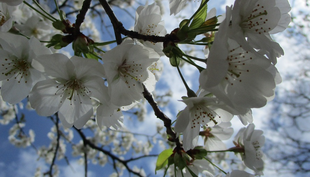 博文邸花だより　2022年3月29日