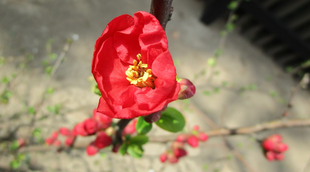  博文邸花だより　2022年３月13日