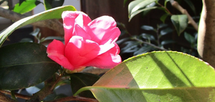  博文邸花だより　2022年３月12日