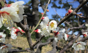 博文邸花だより　2022年３月６日