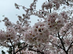 【野島公園】サクラ開花情報　2022（3月29日）