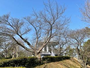 【野島公園】サクラ開花情報2022（3月17日）