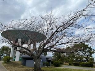 【 野島公園】サクラ開花情報2022（3月20日）
