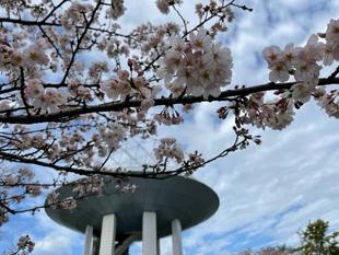 【野島公園】サクラ開花情報　2022（3月27日）