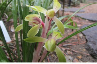  博文邸花だより　2022年3月25日