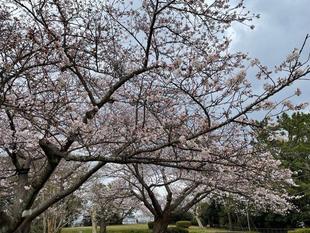 【野島公園】サクラ開花情報　2022（3月26日）