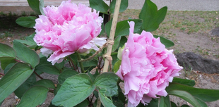 博文邸花だより【牡丹編】　2022年4月14日