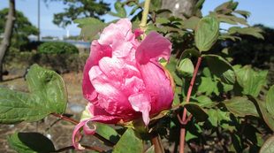 博文邸花だより【牡丹編】　2022年4月5日