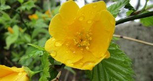  博文邸花だより　2022年4月3日