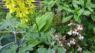   博文邸花だより　2022年4月17日