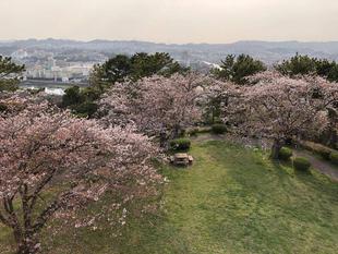 【野島公園】サクラ開花情報　2022（4月7日）