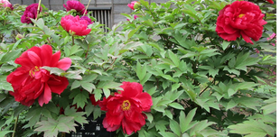  博文邸花だより【牡丹編】　2022年4月18日