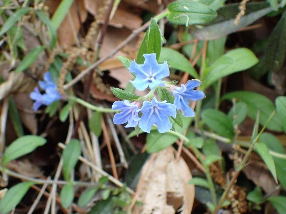 野島公園花だより　【2022年4月23日号】の写真