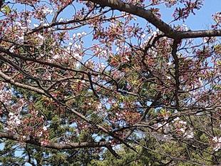 野島公園サクラ開花情報【2022年４月９日号】