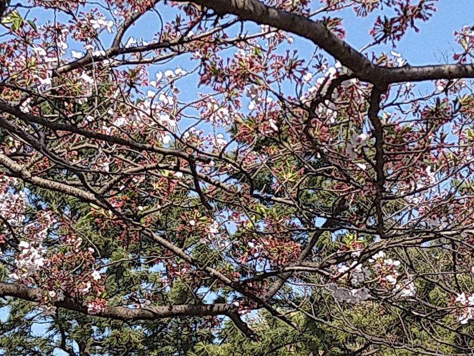 野島公園サクラ開花情報【2022年4月9日号】の写真