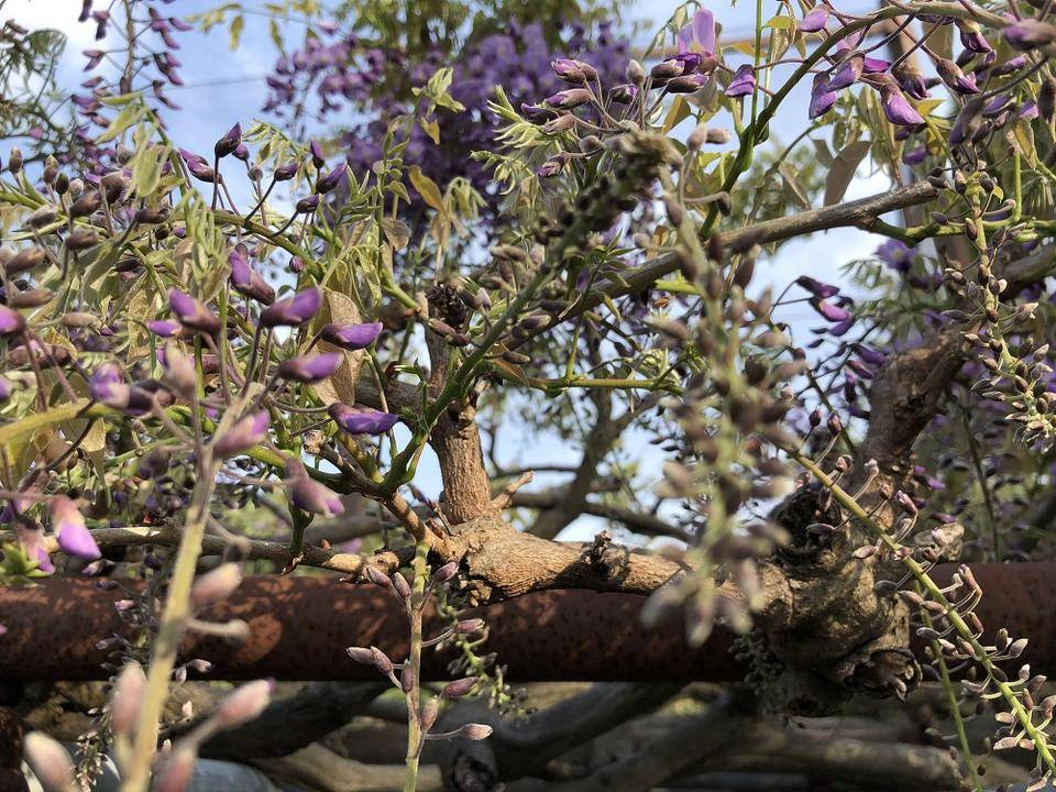 野島公園花だより（藤の花）【2022年4月20日号】の写真